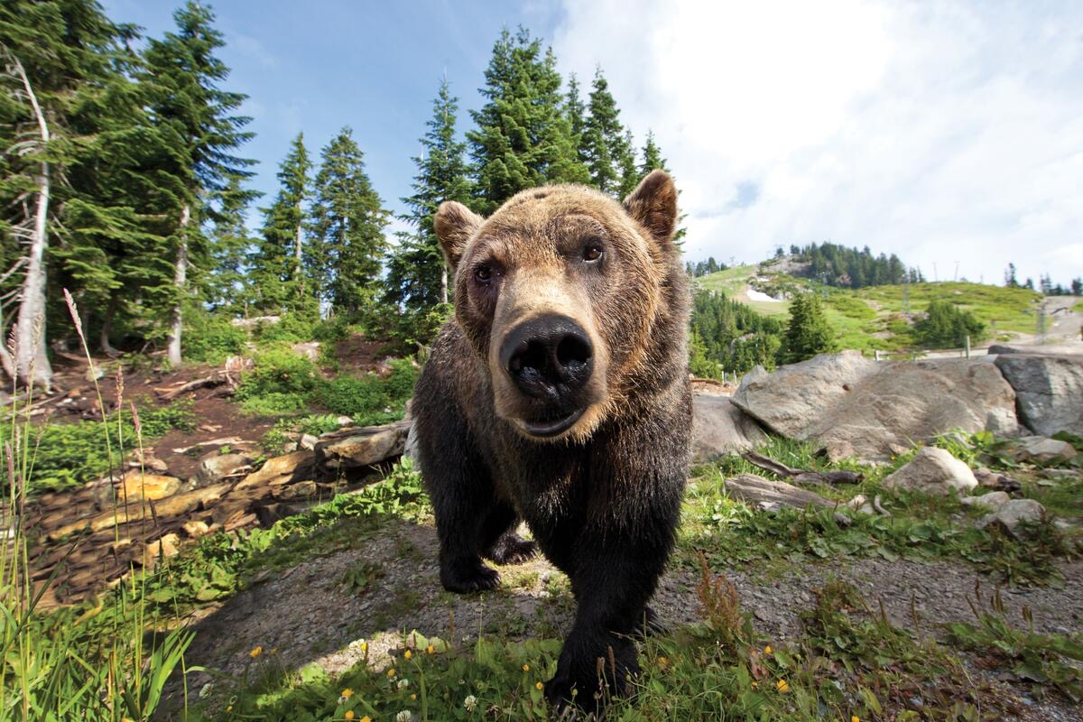 Grouse Mountain
