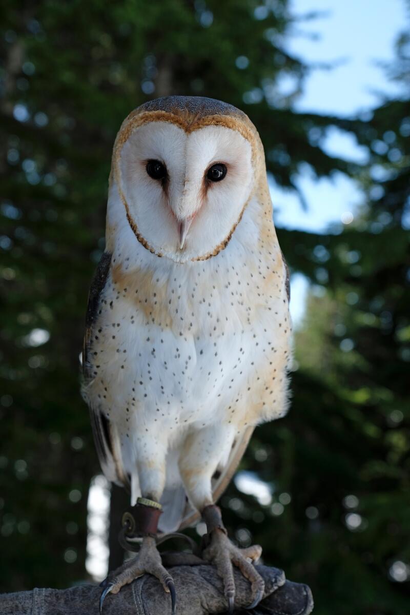 Grouse Mountain
