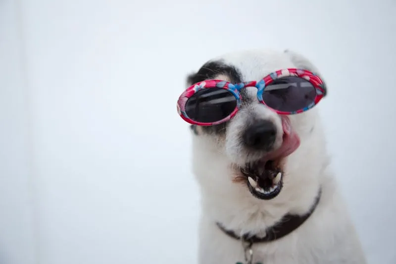 K9 Ice Cream