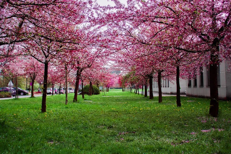 Peace Park