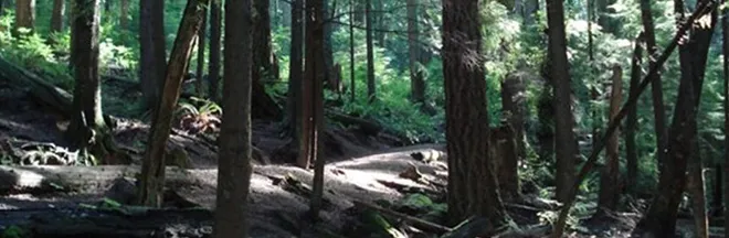 Dilly Dally Trail