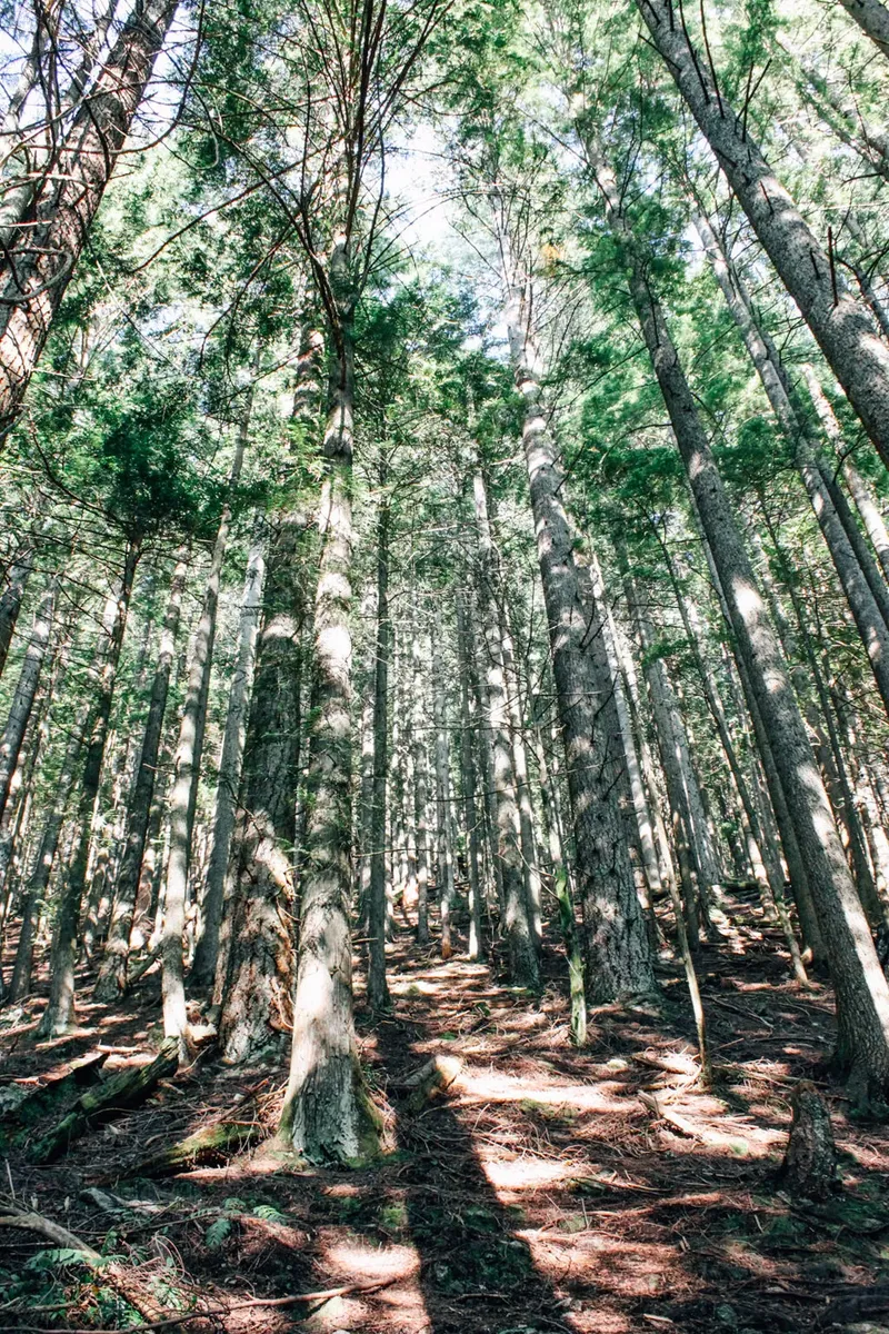 BCMC Trail