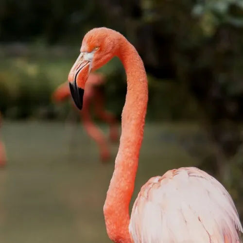 Greater Vancouver Zoo