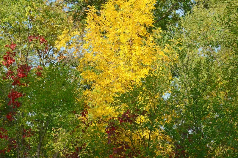 Cates Park
