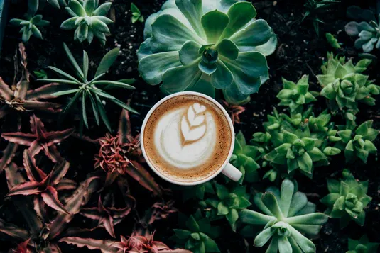 Canopy Coffee