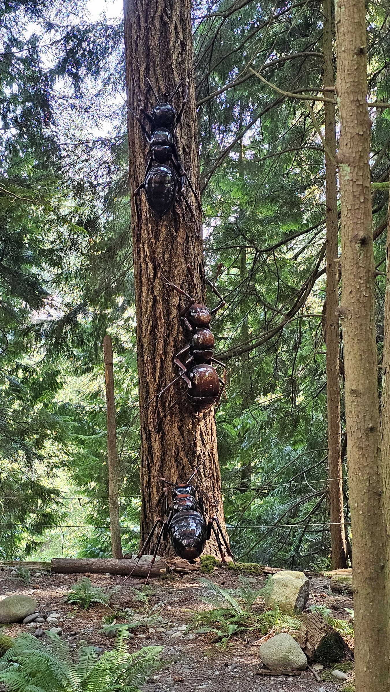 Capilano Suspension Bridge Park
