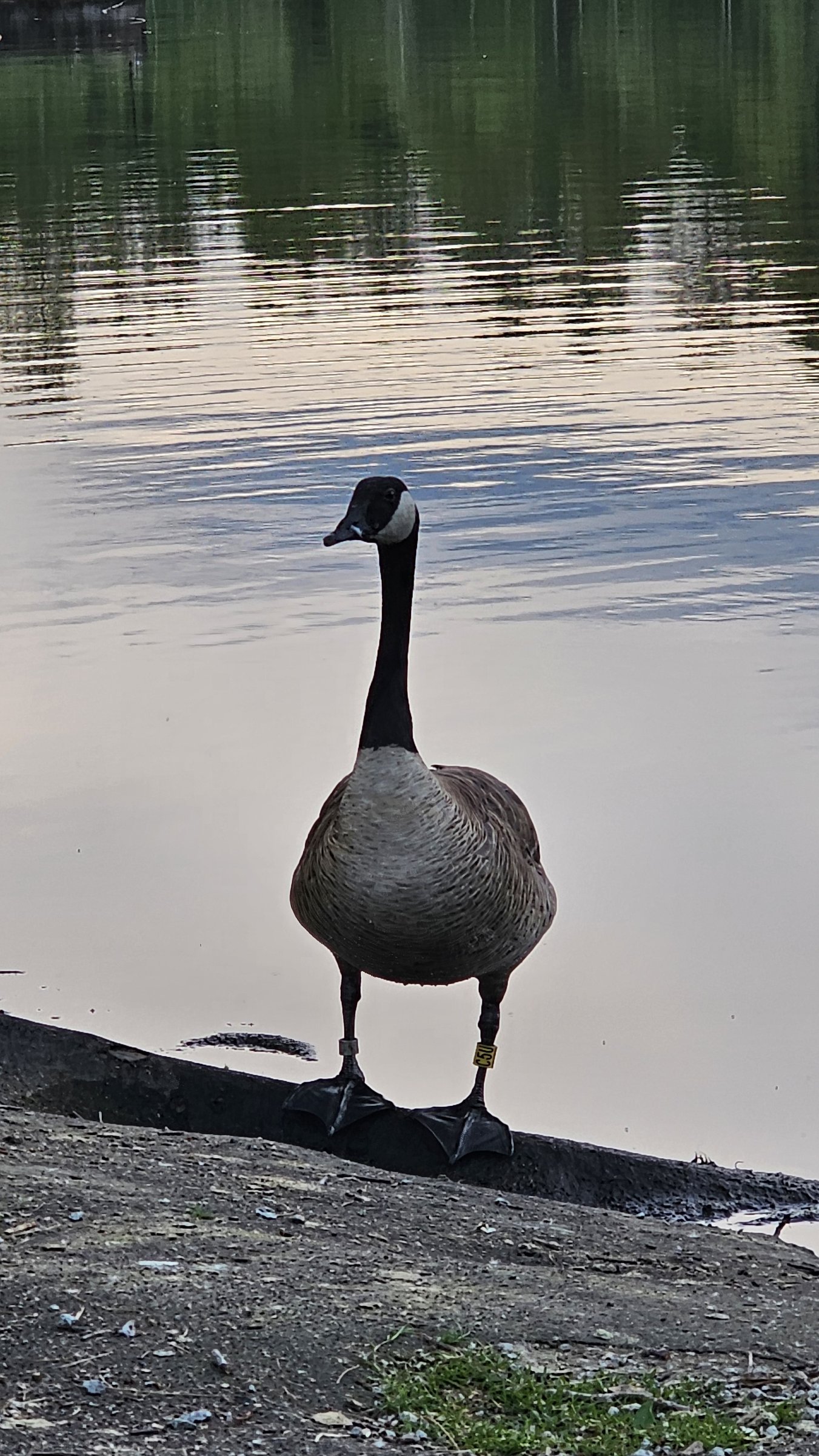 Como Lake Park