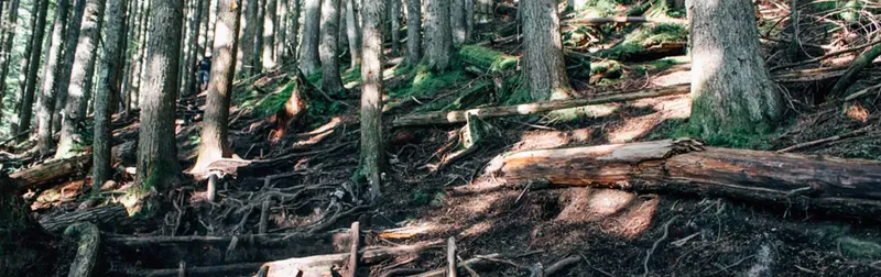 BCMC Trail