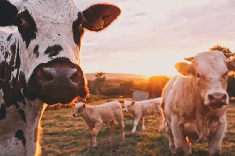 Abbotsford Agrifair 2026