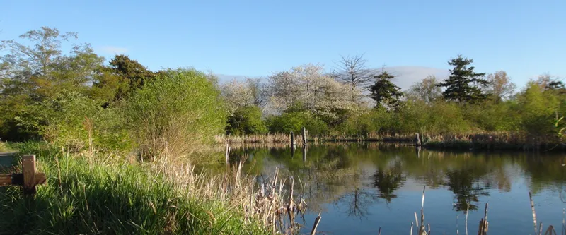Reifel Bird Sanctuary