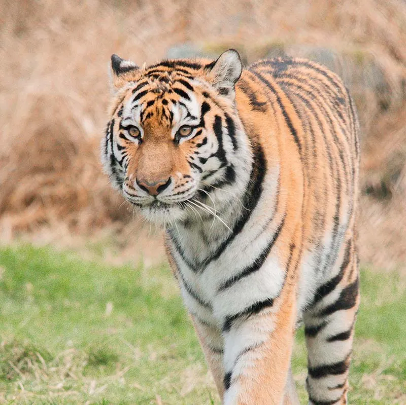Greater Vancouver Zoo