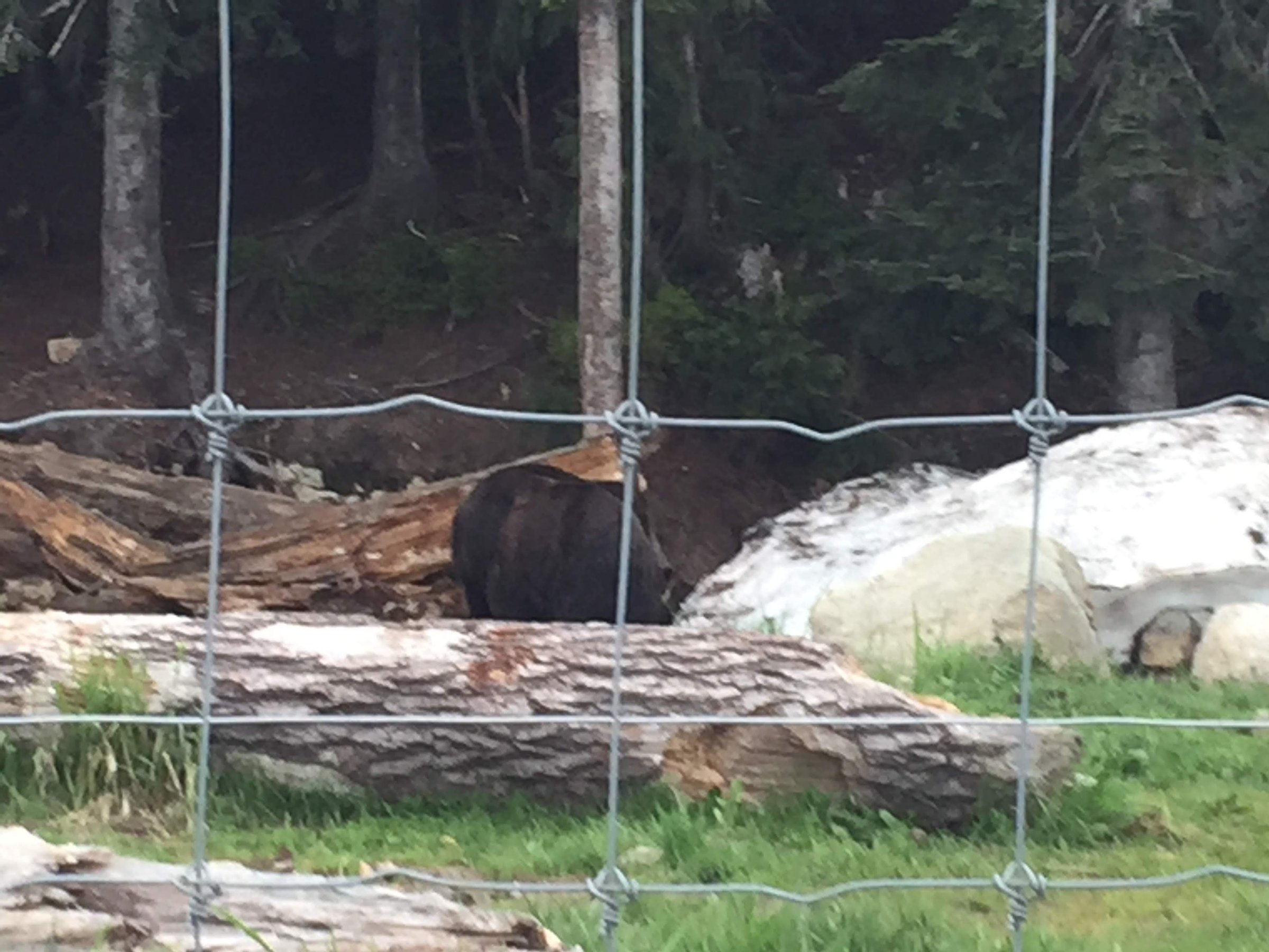Grouse Mountain