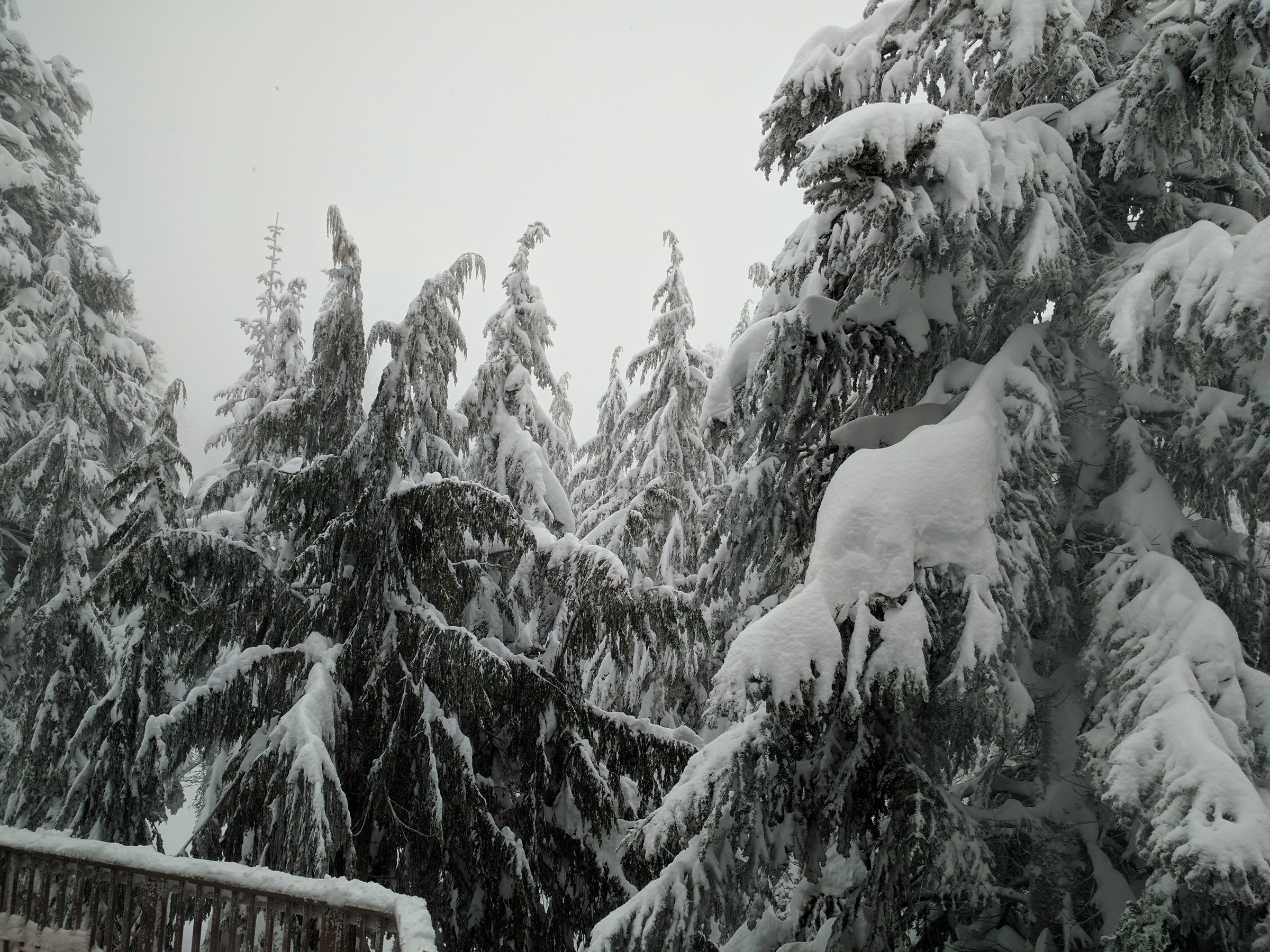 Grouse Mountain