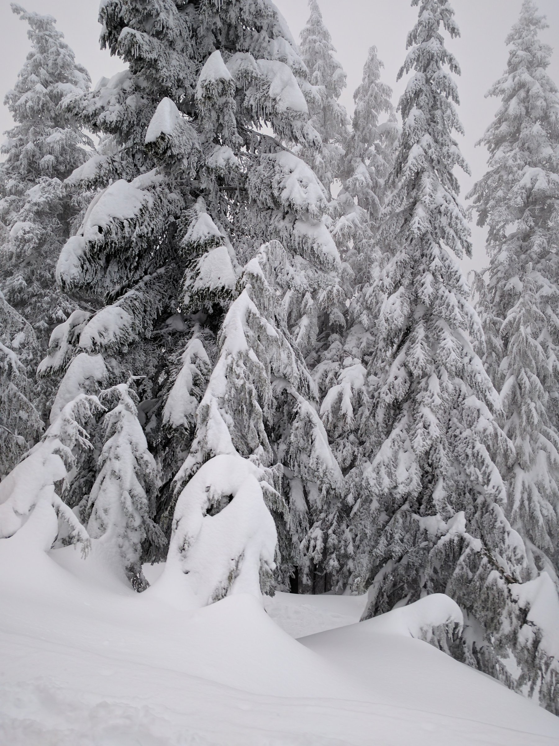 Grouse Mountain