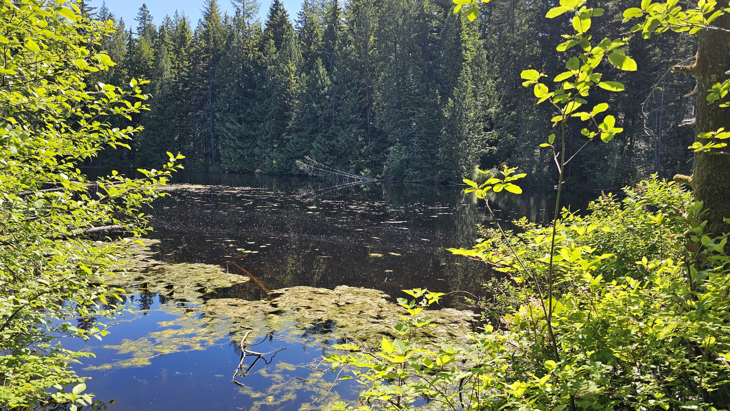 Mundy Park