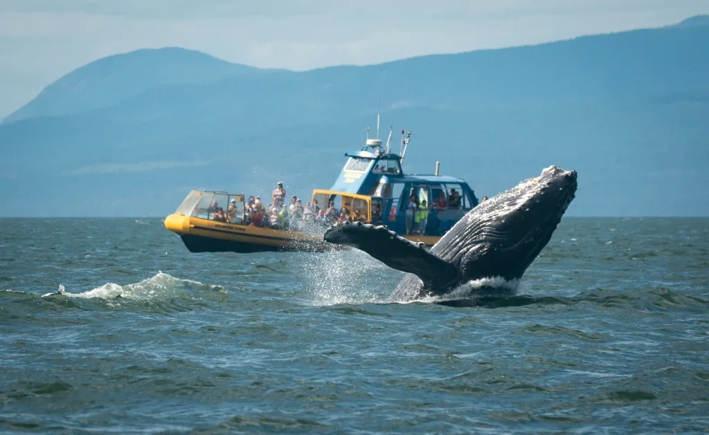 Vancouver Whale Watch