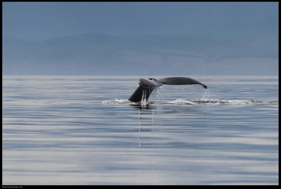 Wild Whales Vancouver