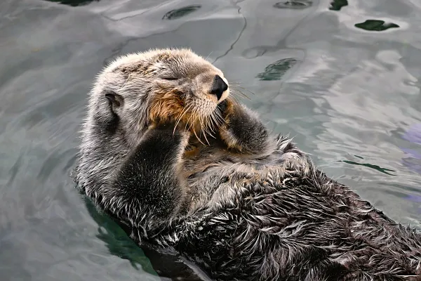 Vancouver Aquarium