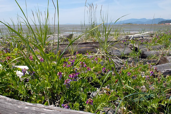 Iona Beach Regional Park